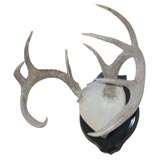 White Tail Deer Antlers,