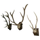 Antique Three Horns Mounted on Wood Placques