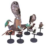 antique taxidermy birds