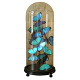 BUTTERFLY COLLECTION