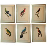 Set of Six  Framed Bird Prints after J. Barraband