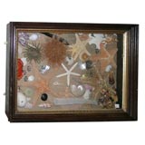 Antique 19th century Shadow Box Of Various Sea Flora and Fauna