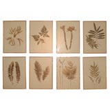Set of Eight Hand Selected and Pressed Ferns From Costa Rica