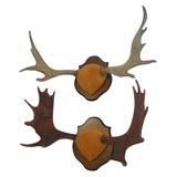 Vintage Nova Scotia Moose Antlers