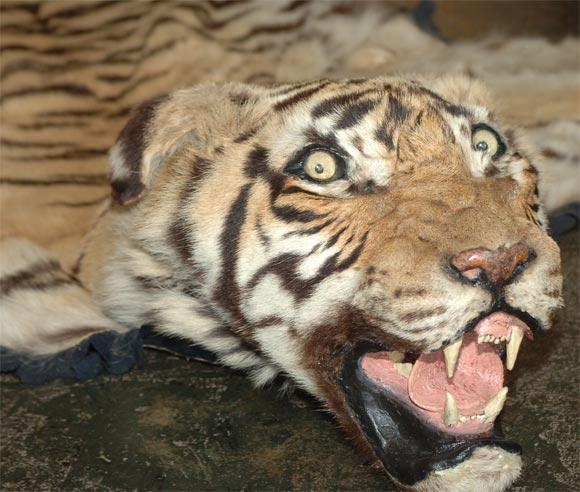 antique tiger skin rug