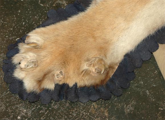 Tapis vintage en peau de tigre 2