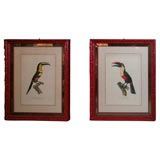 Large Pair of Antique Hand Colored Lithographs of Toucans