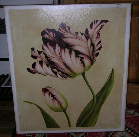 Exotic Tulips