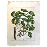 Buchoz Botanical 1783