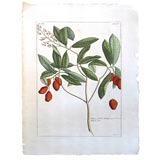 Buchoz Botanical 1783