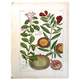 Buchoz Botanical 1783