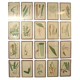 Antique Barboza Palm Tree Prints