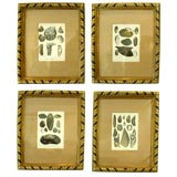 Set of Four Gouache Engravings of Clams and Mollusks Antique Set of Four Gouache Engravings of Clams and Mollusks