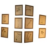 Set of Ten French Framed Herbiers