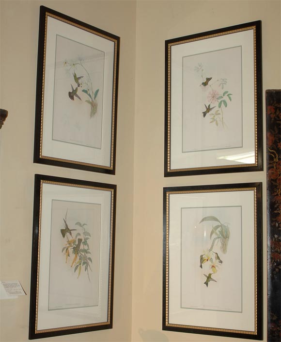 Four hand-colored lithograhs of hummingbirds by Gould and Richter, together with text page describing the hummingbirds on reverse.  Framed and volume published by Hullmandel & Walton.