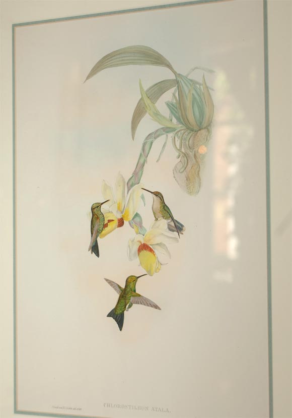 British Four hand-colored lithographs by Gould For Sale