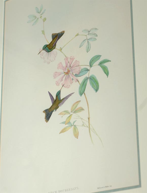 Four hand-colored lithographs by Gould For Sale 3