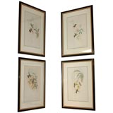 Four hand-colored lithographs by Gould