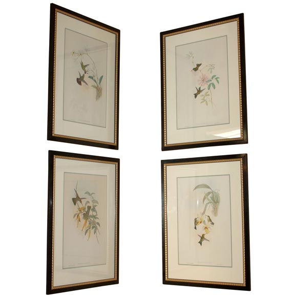 Four hand-colored lithographs by Gould For Sale