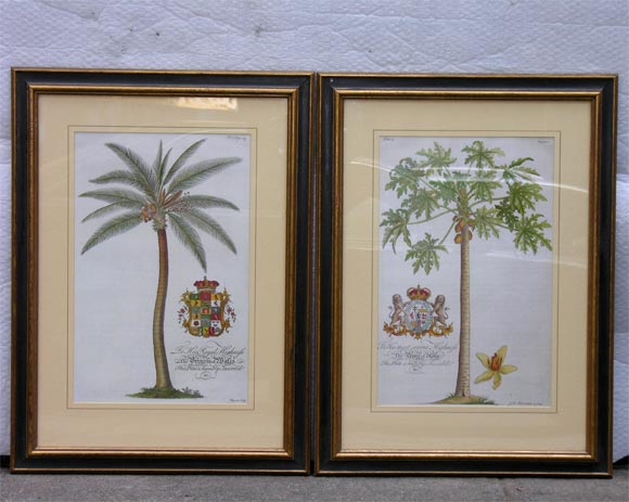Pair of original 18th century hand coloured engravings by Ehret of palm trees, both with royal dedications.
