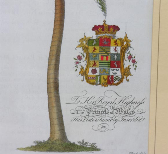 English Pair of 18th c. Ehret Botanical Prints