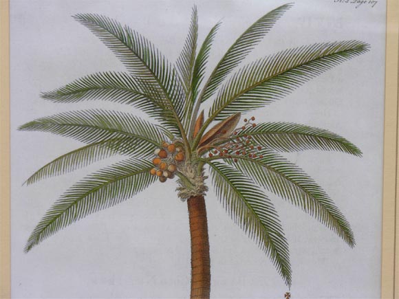 18th Century and Earlier Pair of 18th c. Ehret Botanical Prints