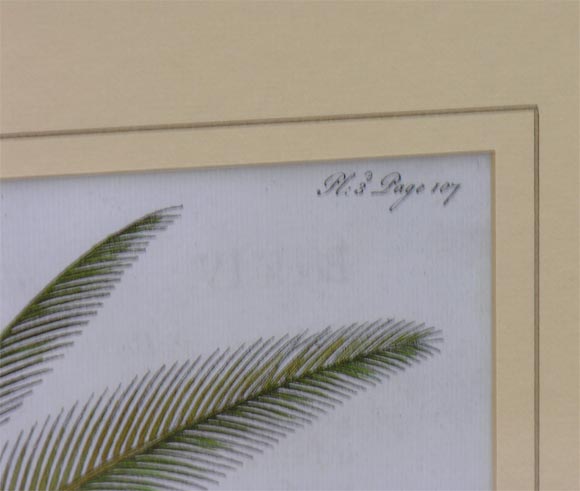 Paper Pair of 18th c. Ehret Botanical Prints