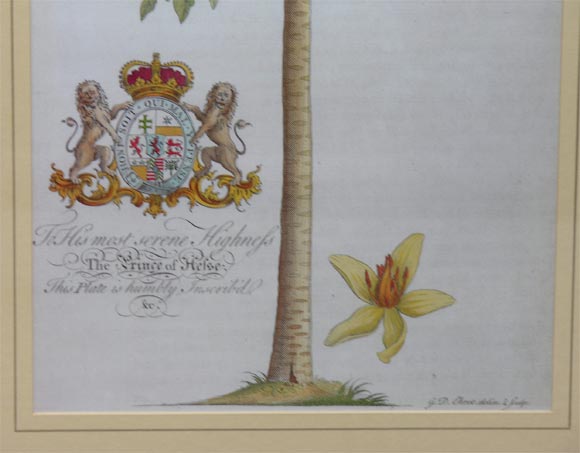 Pair of 18th c. Ehret Botanical Prints 1
