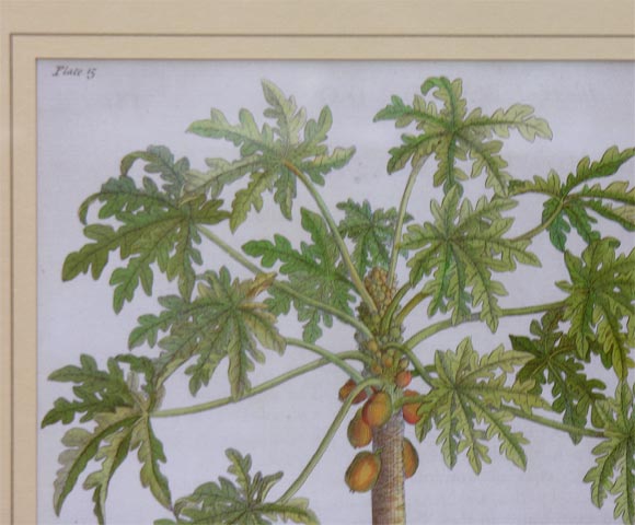 Pair of 18th c. Ehret Botanical Prints 2