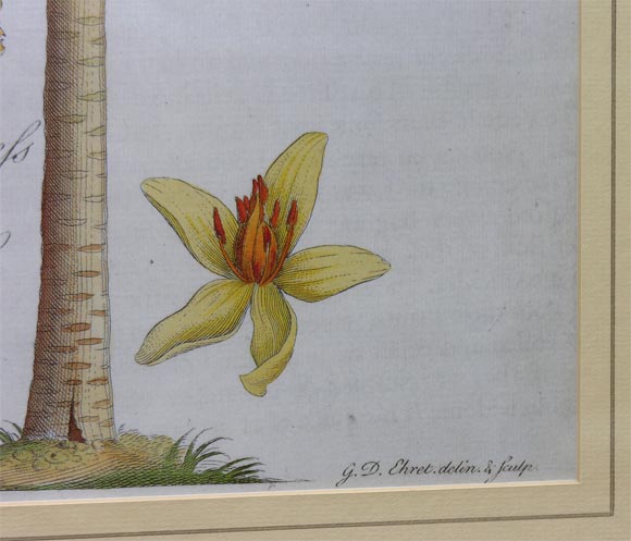 Pair of 18th c. Ehret Botanical Prints 3