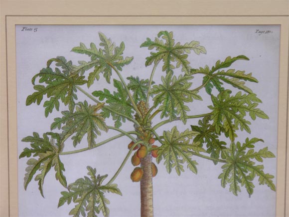 Pair of 18th c. Ehret Botanical Prints 4