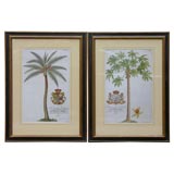 Antique Pair of 18th c. Ehret Botanical Prints