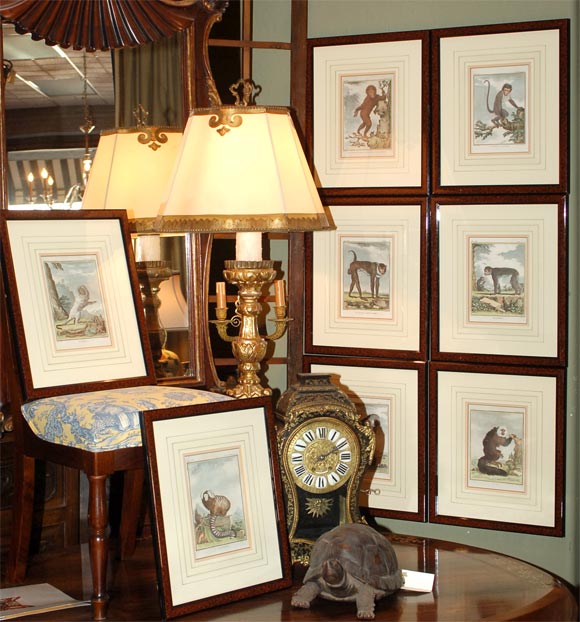 A set of Eight 18th Century French Aquatints  of Monkeys