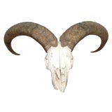 Old Animal Skull with Horns