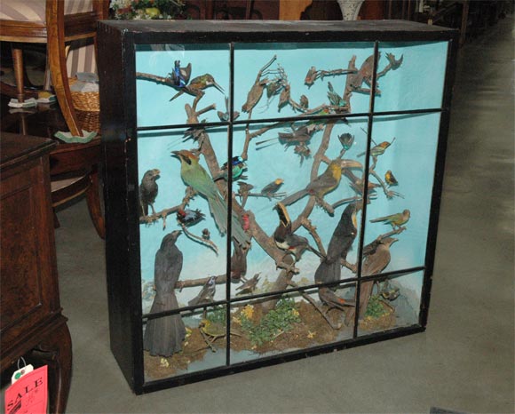 BIG C. 1900 43 Bird Shadowbox