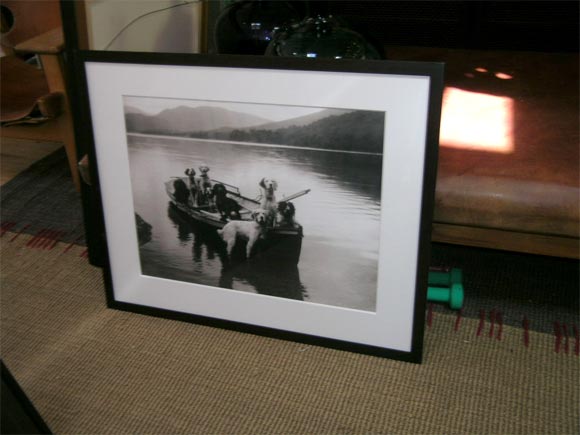 Framed Photograph of 8 Dogs in a Boat at 1stDibs