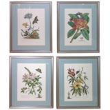 Set of 4 Botanical Prints Published by Ehret