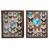Pair of Collections of Hand Mounted Exotic Butterfly