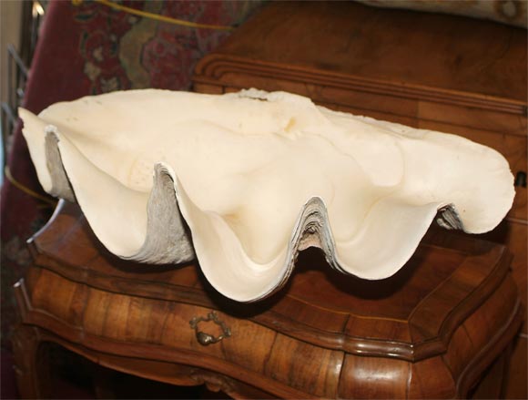 Impressive large clam shell.<br />
Originally $1500.00