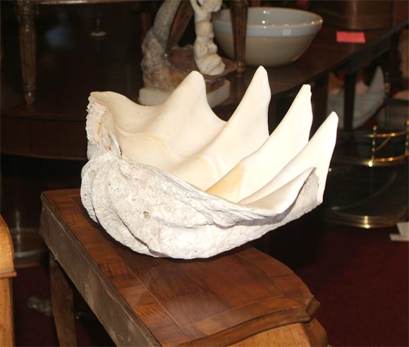 giant clam shell prop for sale