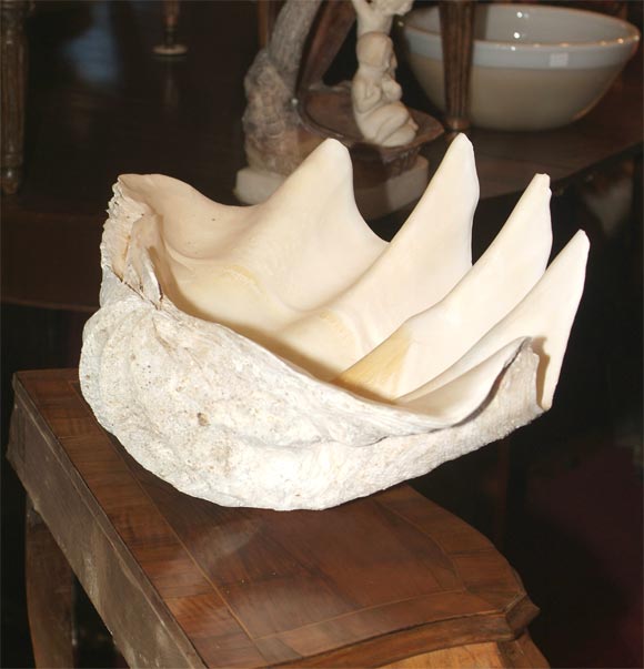 large clam shell prop