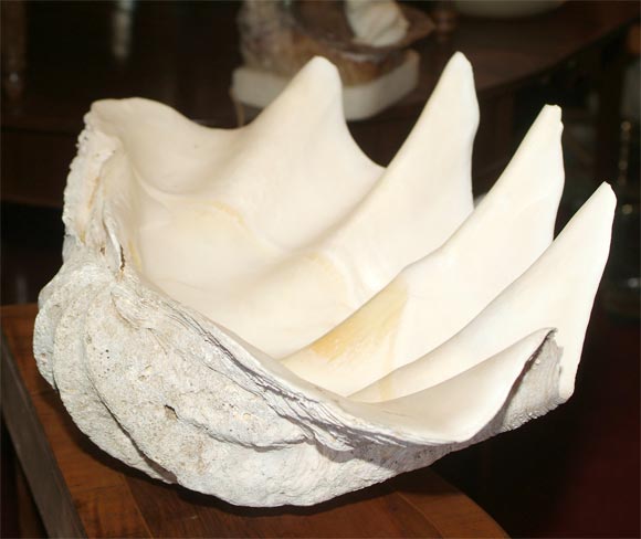 20th Century Giant Clam Shell