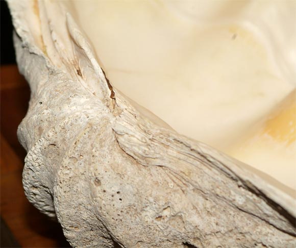 Giant Clam Shell 1