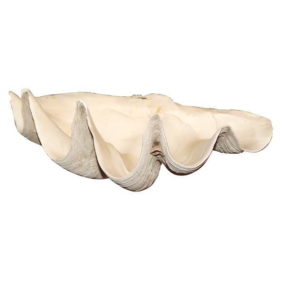 Giant Clam Shell