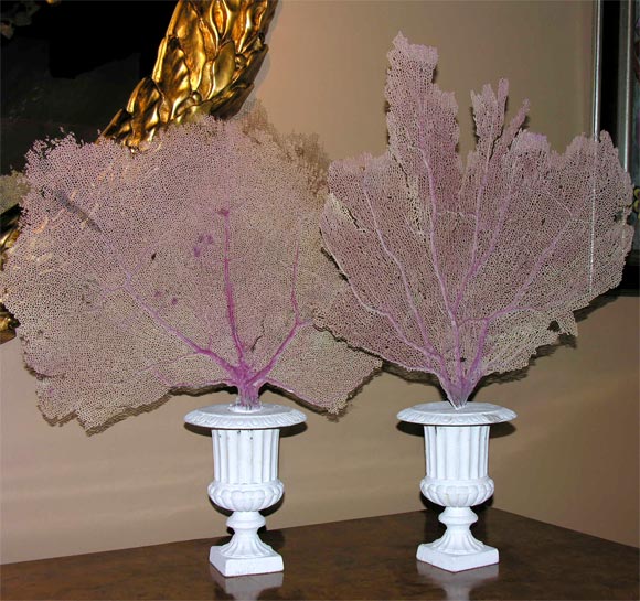 Decorative pair of sea fan coral