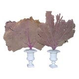Decorative pair of sea fan coral