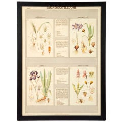 Set of Four Late 19th Century Italian Botanical Prints