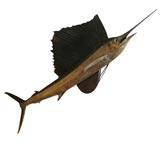 Mounted sailfish, circa 1910