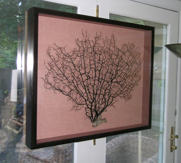 Framed Sea Fan