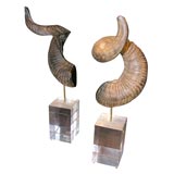Mounted Horns on Lucite Blocks